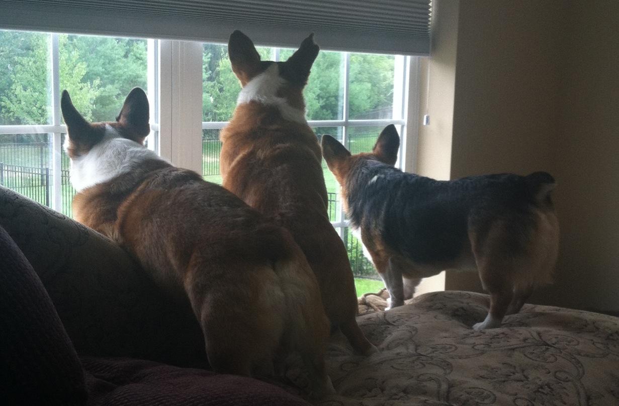 windowtrio